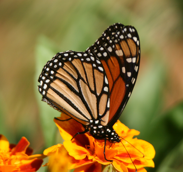 Lost Valley Gardens | Monarch Migration